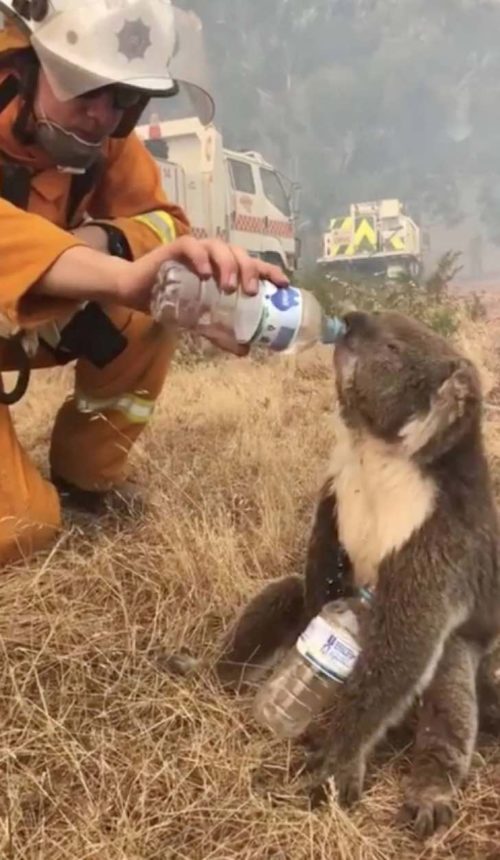 La triste imagen de un bombero junto a un inocente koala ...