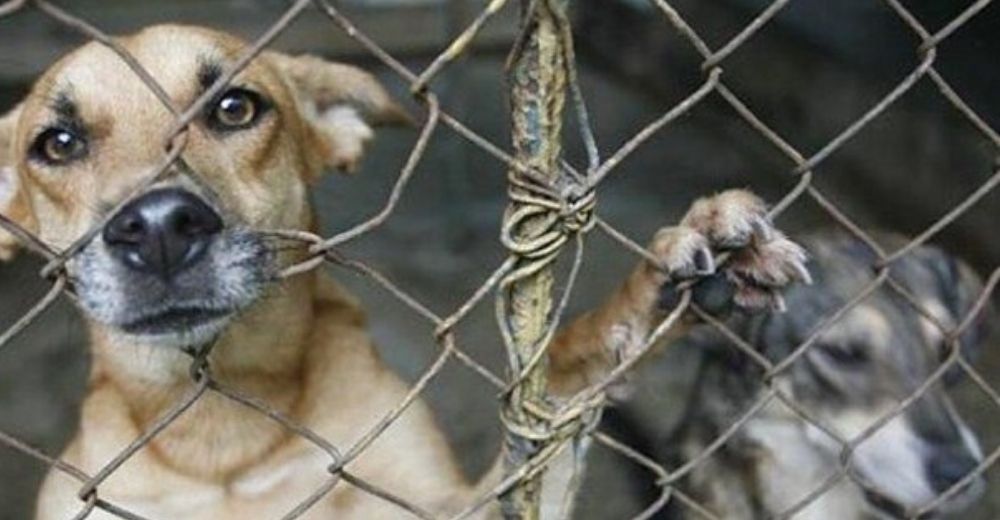 País sudamericano aprueba una ley que sanciona con prisión el maltrato animal, ya era hora