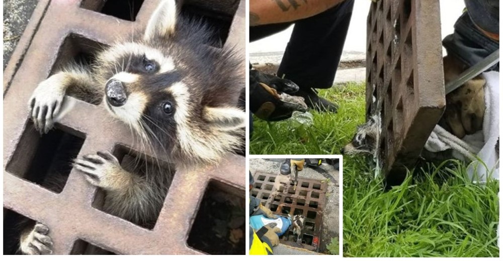 La reacción de un hombre al ver a un mapache con la cabeza atascada en una alcantarilla