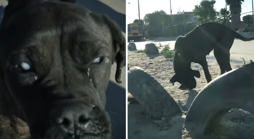 Perrita se queda ciega y cuando más lo necesitaba su familia la abandonó porque ya no les servía