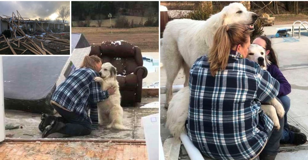 La reacción de una perrita al encontrarse con su mamá tras un tornado que destruyó su hogar La reacción de una perrita al encontrarse con su mamá tras un tornado que destruyó su hogar