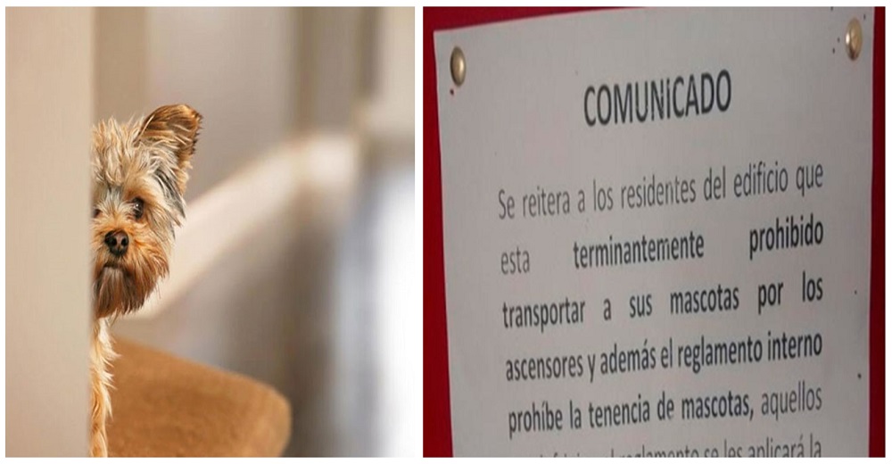 El drama del perrito que se vio obligado a no ladrar porque tiene que esconderse de los vecinos El drama del perrito que se vio obligado a no ladrar porque tiene que esconderse de los vecinos