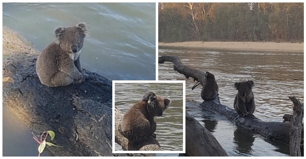 Dos koalas se refrescan en un río como su único refugio tras escapar de los incendios