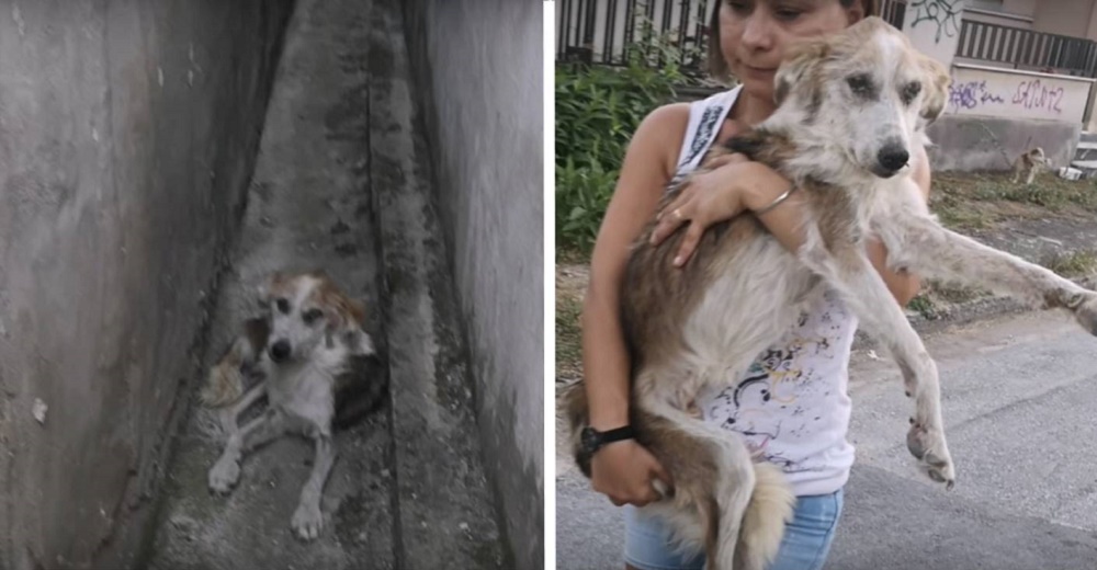 Les dijeron que hacer algo por ese perro en ese callejón alejado era en vano, pero no escucharon Les dijeron que hacer algo por ese perro en ese callejón alejado era en vano, pero no escucharon