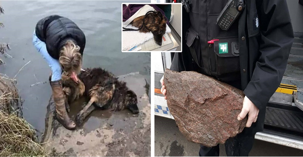 Rescatan a un perro al que su dueño le ató una soga al cuello para que muriera ahogado Rescatan a un perro al que su dueño le ató una soga al cuello para que muriera ahogado
