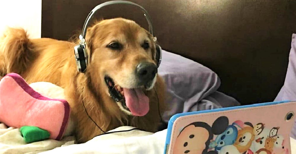 Publica el video de su perrito relajado mientras suenan los fuegos artificiales y se hace viral Publica el video de su perrito relajado mientras suenan los fuegos artificiales y se hace viral
