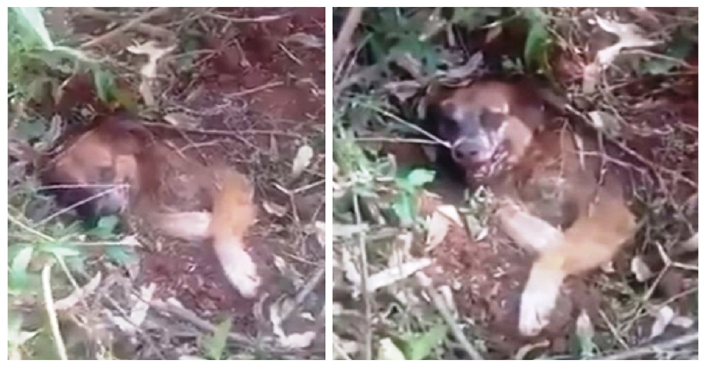Encuentran un perro enterrado vivo al borde de la carretera, pero él lucha hasta el final Encuentran un perro enterrado vivo al borde de la carretera, pero él lucha hasta el final