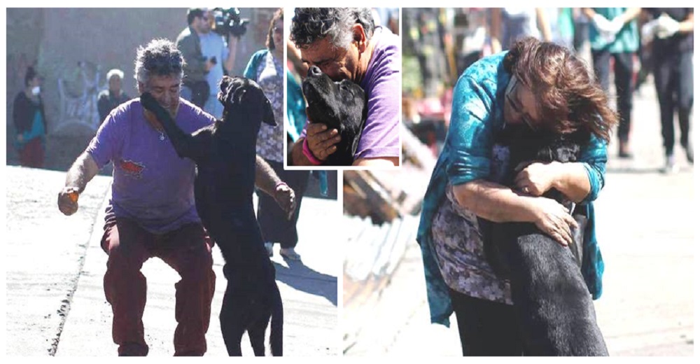 Los interminables abrazos de un perrito con su familia que pensó que lo perdió tras un incendio Los interminables abrazos de un perrito con su familia que pensó que lo perdió tras un incendio