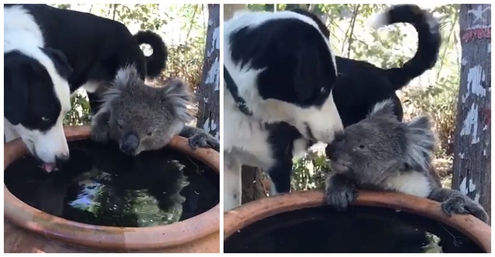 Graban el gesto de un perrito después de que un koala desesperado le pidiera un poco de su agua Graban el gesto de un perrito después de que un koala desesperado le pidiera un poco de su agua