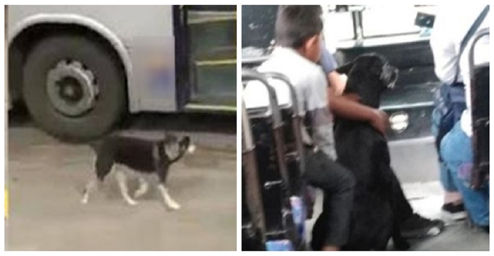 Niños le piden a un chófer que se detenga para subir a su perrito que venía persiguiendo al bus