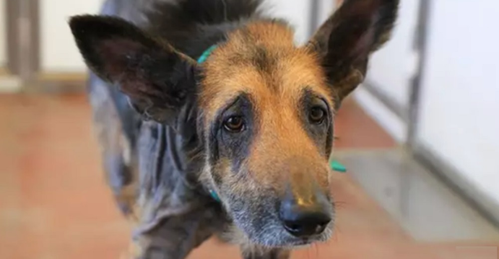 Perrito hambriento, sin pelo y cubierto de llagas, parece otro perro tras su conmovedor rescate Perrito hambriento, sin pelo y cubierto de llagas, parece otro perro tras su conmovedor rescate