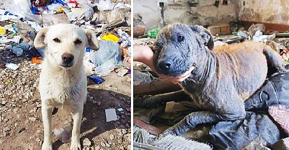 Más de 80 perritos viven en un terrible basurero y sólo quieren que alguien juegue con ellos Más de 80 perritos viven en un terrible basurero y sólo quieren que alguien juegue con ellos