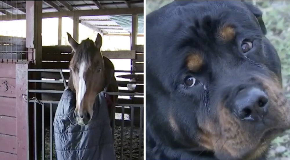 Perros evitaron que unos intrusos robaran los caballos de su familia para los fines más crueles Perros evitaron que unos intrusos robaran los caballos de su familia para los fines más crueles
