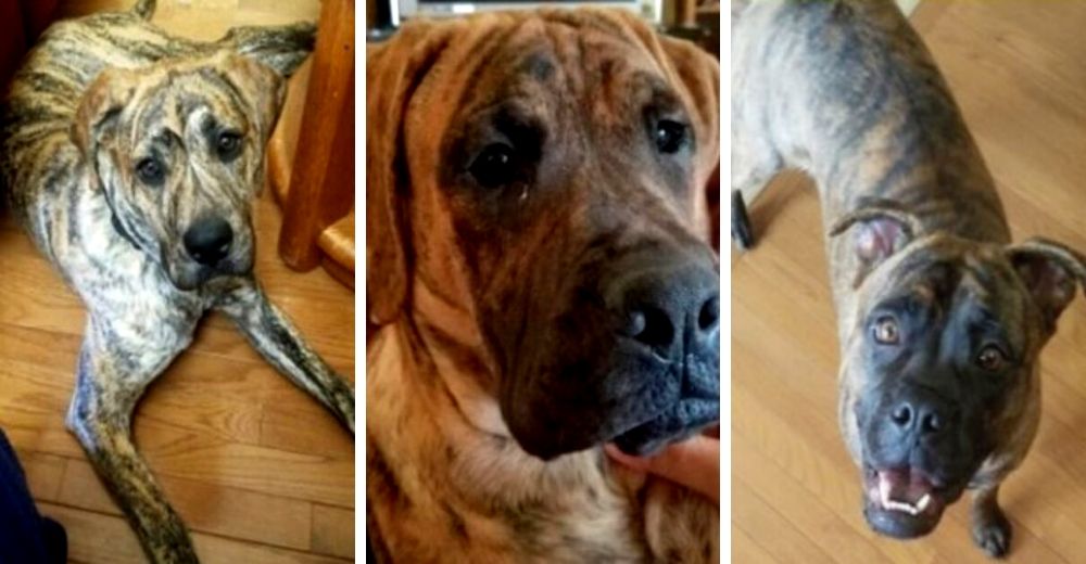 Desesperada pareja pide ayuda para encontrar a sus 3 perros que desaparecieron de su jardín