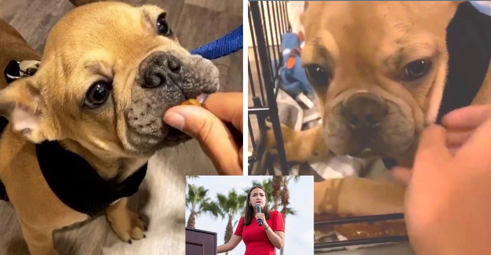 Política y supuesta activista es criticada tras comprar un perro de raza y tenerlo en una jaula Política y supuesta activista es criticada tras comprar un perro de raza y tenerlo en una jaula