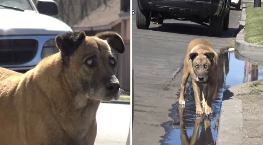 El drama del perro ciego que luchó por sobrevivir abandonado en la calle durante más de 10 años El drama del perro ciego que luchó por sobrevivir abandonado en la calle durante más de 10 años