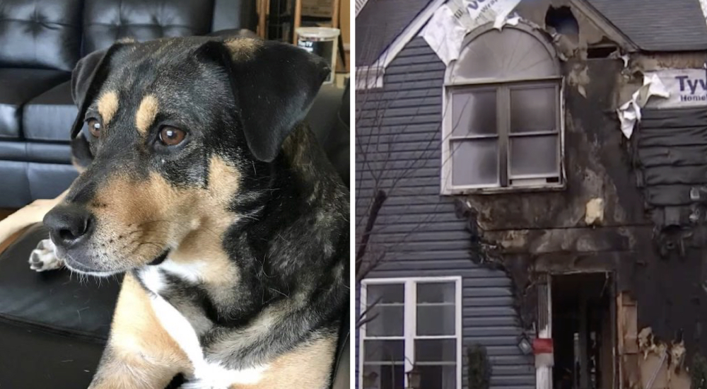Perrita intuye el peligro a causa de las luces navide帽as y salva a su familia de la muerte Perrita intuye el peligro a causa de las luces navide帽as y salva a su familia de la muerte