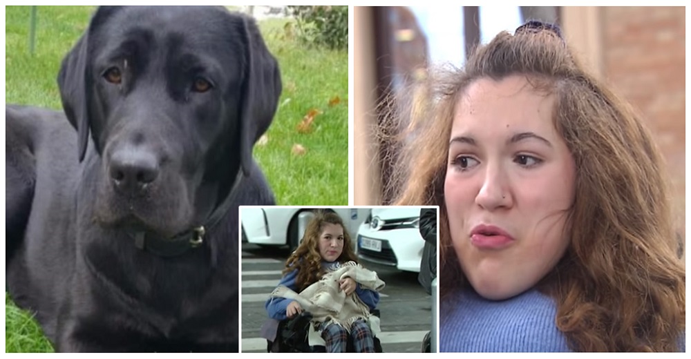 Habla la niña discapacitada que esperaba con ansias a la perrita que robaron – «¡La necesito!» Habla la niña discapacitada que esperaba con ansias a la perrita que robaron – «¡La necesito!»