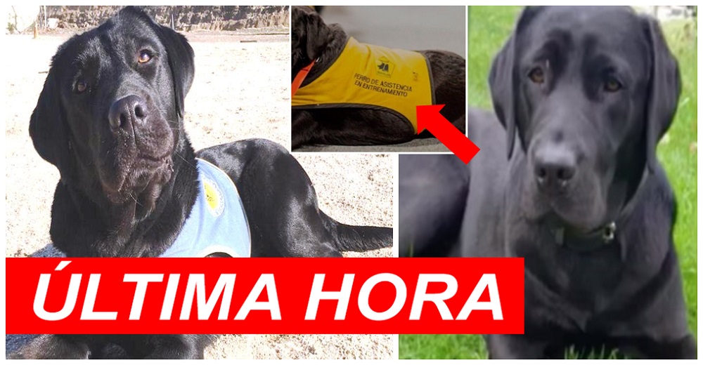 Roban una perrita de terapia a punta de pistola que sería entregada a una niña discapacitada Roban una perrita de terapia a punta de pistola que sería entregada a una niña discapacitada