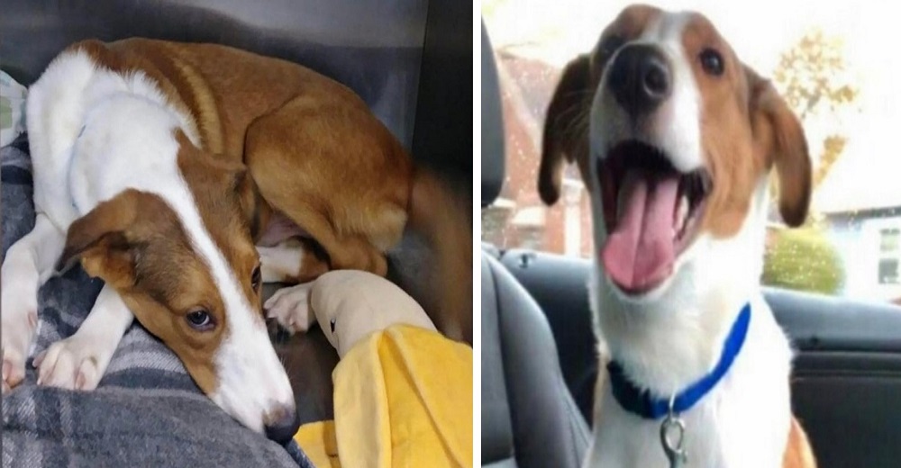 Perrito atropellado padeció durante meses hasta que alguien decidió hacer algo por él Perrito atropellado padeció durante meses hasta que alguien decidió hacer algo por él