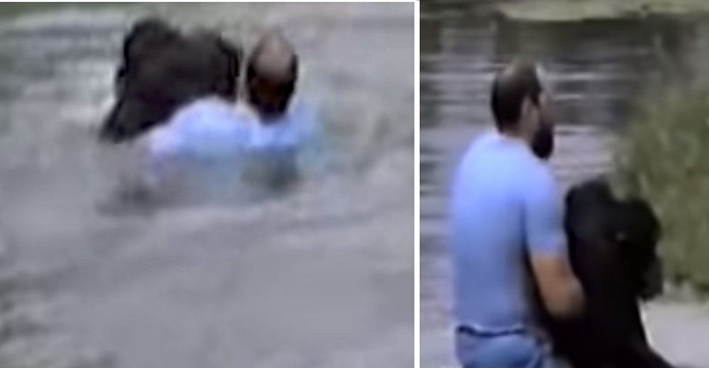 Se lanza en un lago arriesgando su vida para salvar a un chimpancé a punto de morir ahogado