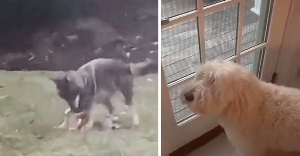 Perrita indignada mira impotente cómo un coyote juega con su juguete favorito que dejó afuera Perrita indignada mira impotente cómo un coyote juega con su juguete favorito que dejó afuera