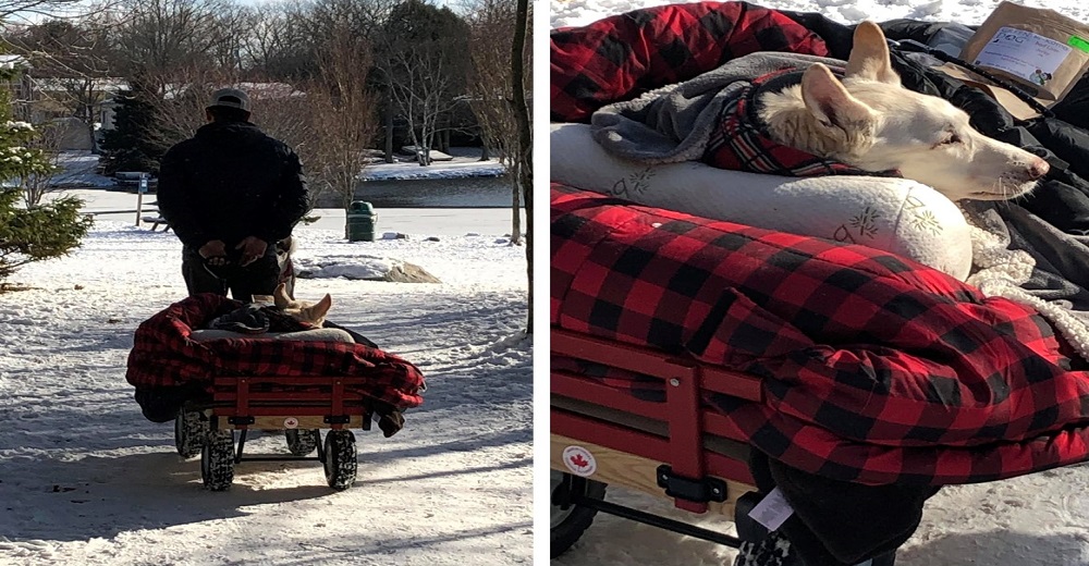 Capturan a un hombre llevando de paseo a su perrita paralítica en una carreta especial cada día