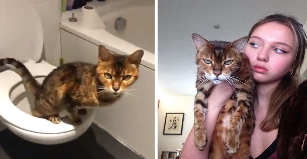 Gatito deja en shock a su dueña al mostrarle que la imita en todo, hasta usando el baño Gatito deja en shock a su dueña al mostrarle que la imita en todo, hasta usando el baño