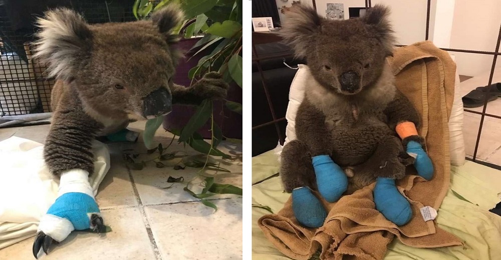 Koala que sufrió severas quemaduras en los incendios forestales está feliz de estar a salvo Koala que sufrió severas quemaduras en los incendios forestales está feliz de estar a salvo