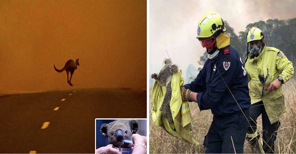 ¿Cuáles son las formas de ayudar a los animales afectados por los incendios de Australia? ¿Cuáles son las formas de ayudar a los animales afectados por los incendios de Australia?