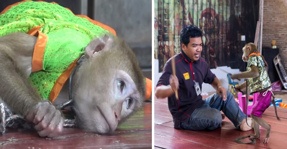 El video de monos encadenados y obligados a hacer trucos con fuego para divertir a los turistas