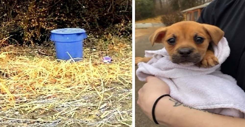 Rescatan a una cachorrita que fue abandonada dentro de una papelera sellada con cordones Rescatan a una cachorrita que fue abandonada dentro de una papelera sellada con cordones