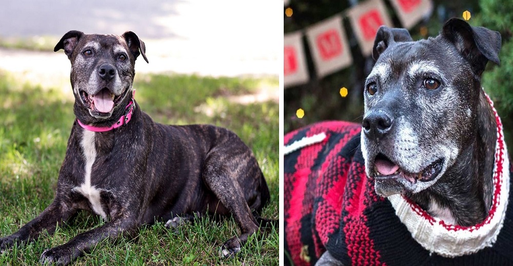Adoptan la perrita más vieja del refugio para darle los mejores momentos hasta su último suspiro Adoptan la perrita más vieja del refugio para darle los mejores momentos hasta su último suspiro