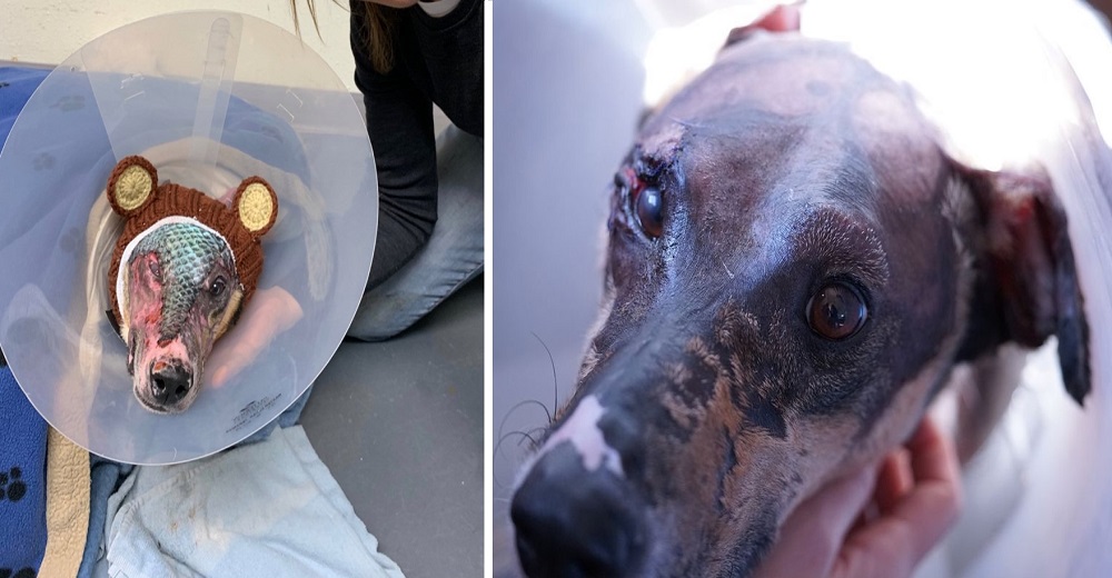 Perrito recibe tratamiento con piel de pescado para ayudarlo a sanar sus graves quemaduras Perrito recibe tratamiento con piel de pescado para ayudarlo a sanar sus graves quemaduras