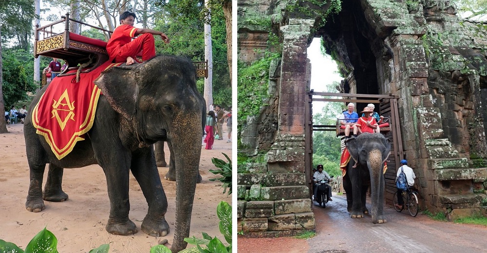 Activistas logran prohibir los paseos en elefantes en un lugar que acoge miles de turistas