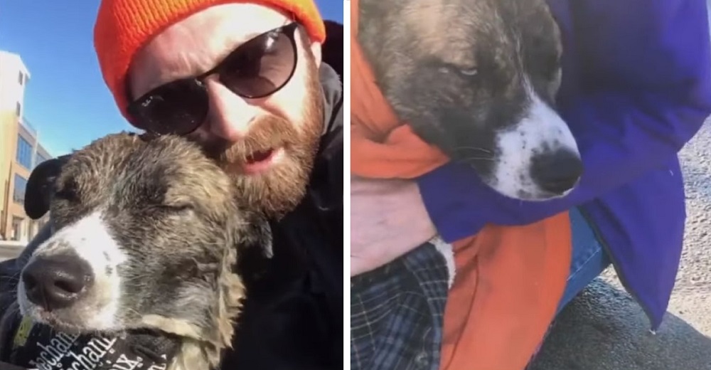 Rescata a un perro que estaba desesperado a punto de morir congelado dentro de un río Rescata a un perro que estaba desesperado a punto de morir congelado dentro de un río