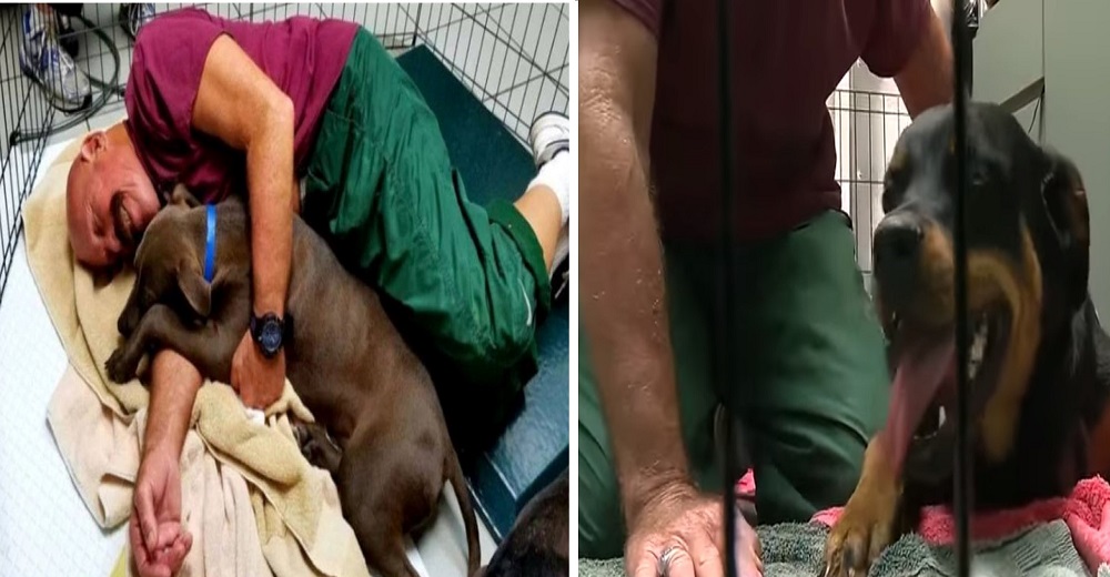 Refugio busca voluntarios para acurrucarse con los cachorritos en un esfuerzo por consolarlos Refugio busca voluntarios para acurrucarse con los cachorritos en un esfuerzo por consolarlos