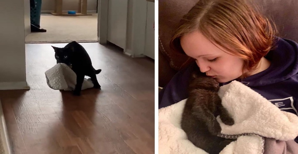 Tras ser operado, este gatito encuentra consuelo en una manta y jamás se separa de ella Tras ser operado, este gatito encuentra consuelo en una manta y jamás se separa de ella