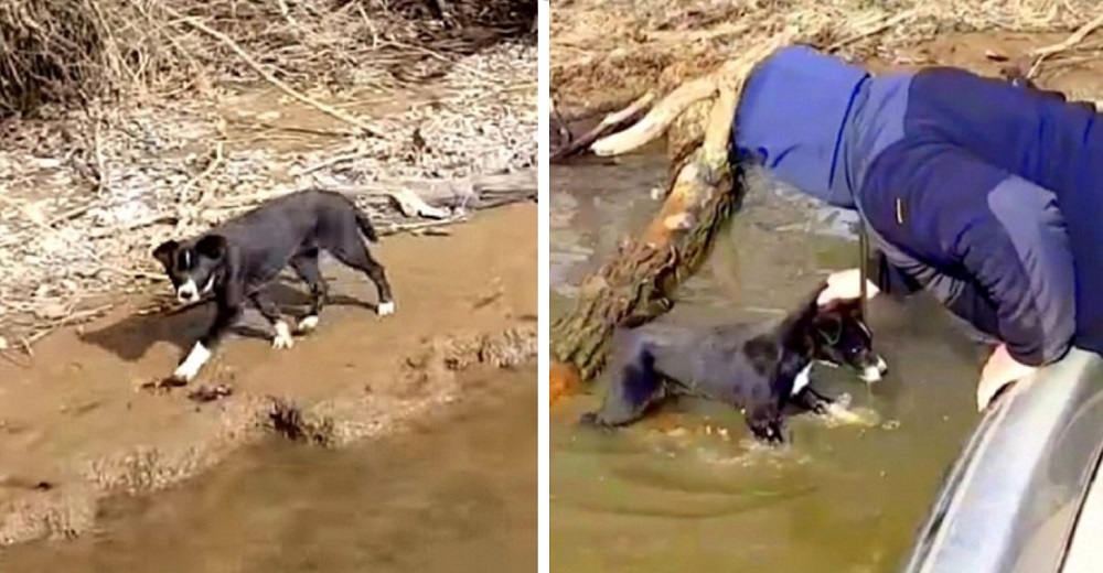 Su dueño lo tiró a la deriva en la orilla de un río hasta que vio de milagro a unos pescadores Su dueño lo tiró a la deriva en la orilla de un río hasta que vio de milagro a unos pescadores