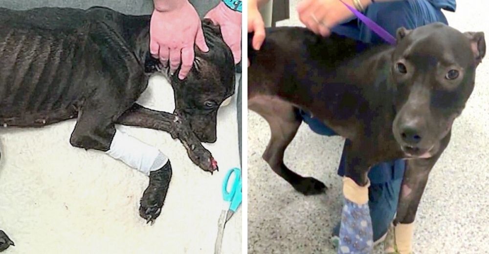 La abandonaron en la carretera y tenía tanta hambre que se comía trozos de su manta La abandonaron en la carretera y tenía tanta hambre que se comía trozos de su manta