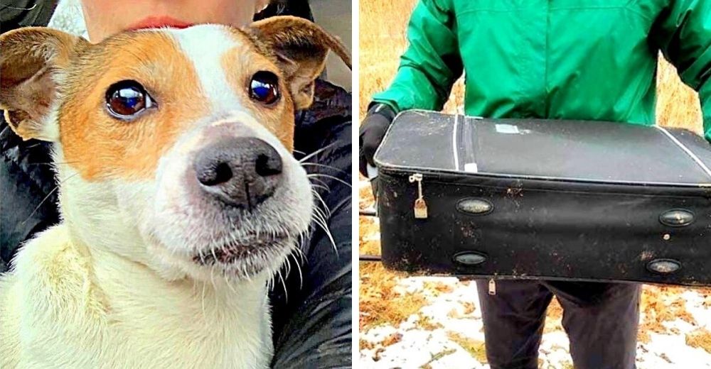 Buscan al responsable de haber dejado a una perrita en el intenso frío dentro de una maleta Buscan al responsable de haber dejado a una perrita en el intenso frío dentro de una maleta