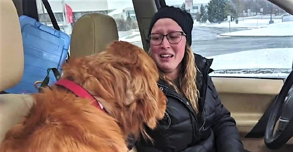 El auto de una familia se vuelca en la carretera y su aterrado Golden huye despavorido al bosque El auto de una familia se vuelca en la carretera y su aterrado Golden huye despavorido al bosque