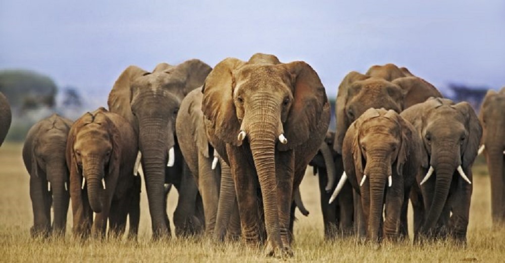 La reserva natural más grande del mundo celebra su primer año sin cacería furtiva de elefantes