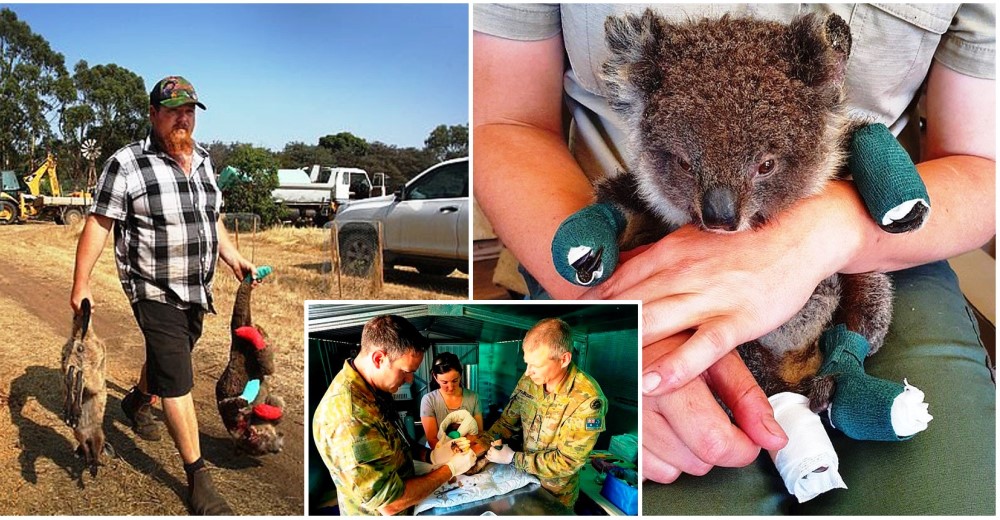 Dueño del parque de vida silvestre se niega a marcharse para atender a más de 100 koalas heridos