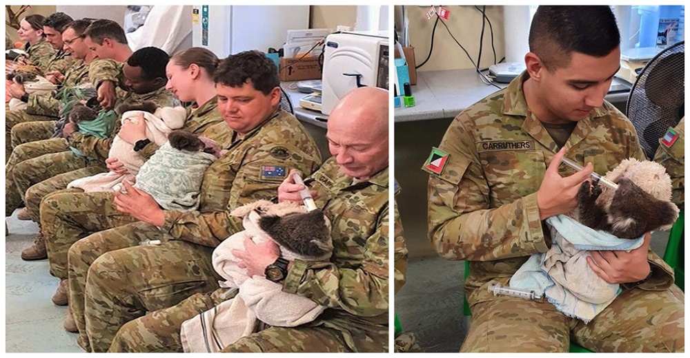 Soldados australianos dedican sus días libres a cuidar koalas heridos de los incendios Soldados australianos dedican sus días libres a cuidar koalas heridos de los incendios