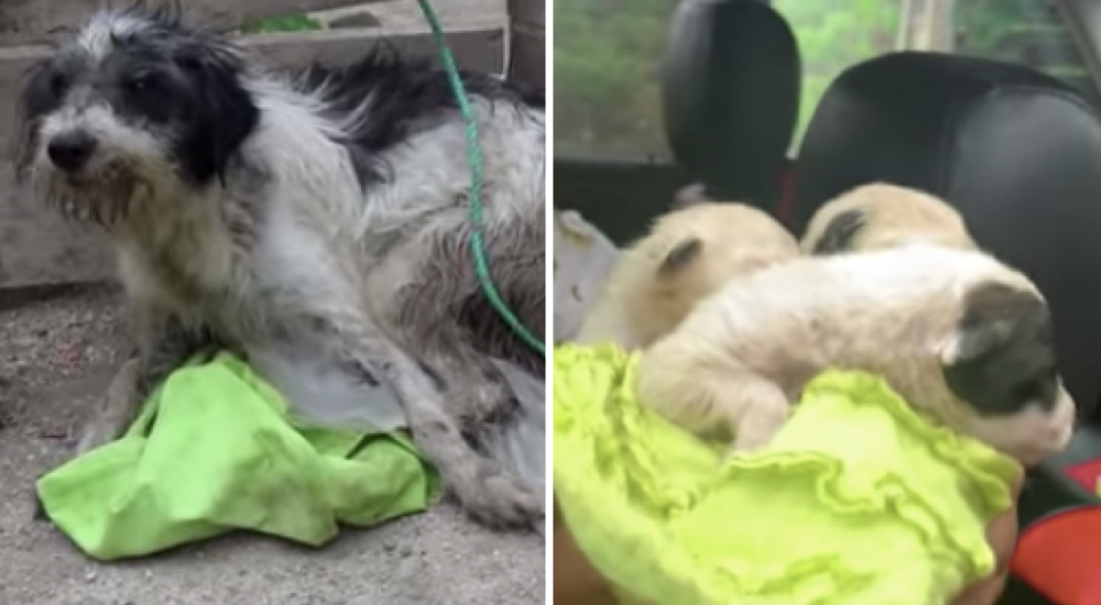 Rescatan a una angustiada perrita enferma que fue despojada de sus bebés aunque tenía familia Rescatan a una angustiada perrita enferma que fue despojada de sus bebés aunque tenía familia