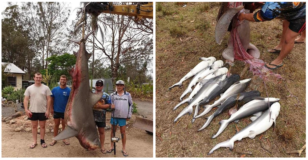 Unos pescadores australianos exhiben con orgullo al tiburón que cazaron junto a sus 9 crías