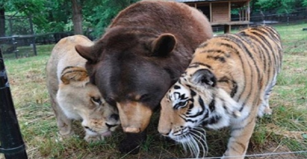 Rescatan a un oso, un tigre y un león cuando eran apenas unos bebés y ahora son mejores amigos