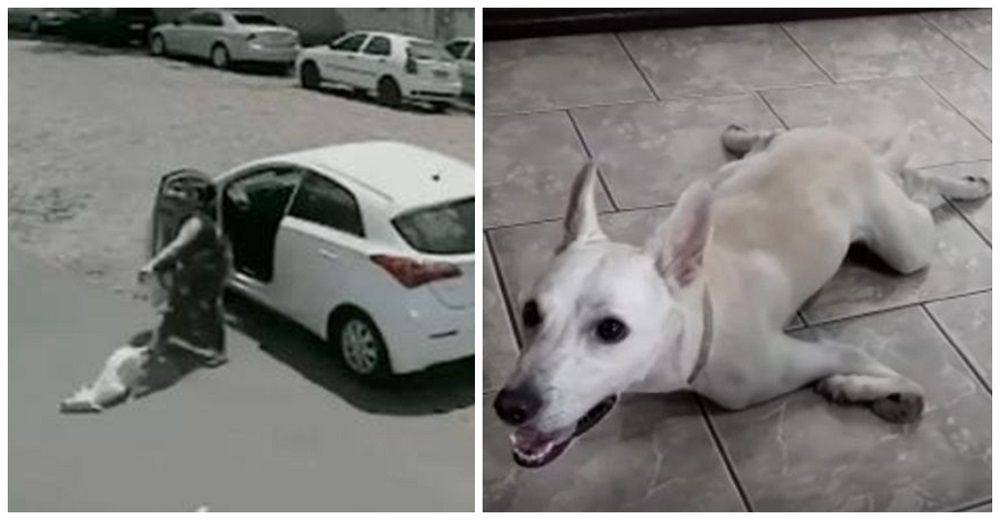 Perrito discapacitado tirado en la calle por sus dueños 2 veces el mismo día, por fin es feliz