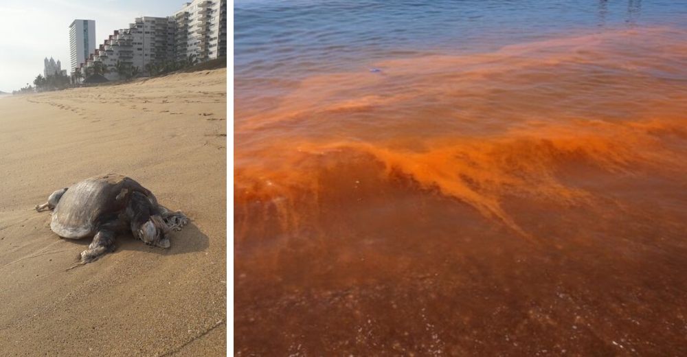 El mar se tiñe misteriosamente y 300 tortugas aparecen sin vida en la orilla